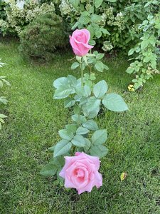 9D32C4EF-F6CF-4400-B858-81807F5D4BFC.jpeg