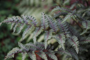 IMG_5834.JPG