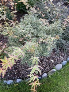 EC0D5488-ADF1-4F0A-9D9D-2F632DB4365D.jpeg