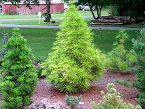 Sciadopitys-verticillata.jpg