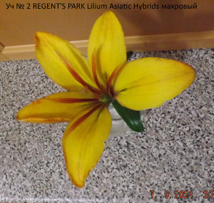 2021.09.07 Уч № 2 REGENT'S PARK Lilium Asiatic Hybrids махровый_ ф_ DSCF4112.jpg