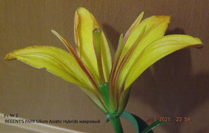2021.09.07 Уч № 2 REGENT'S PARK Lilium Asiatic Hybrids махровый_ ф_ DSCF4115.jpg