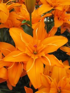 Lilium Regents Park.jpg