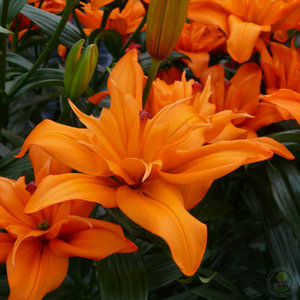 Lilium Regent's Park_  84583.jpg