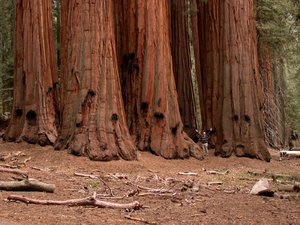 6 Sequoiadendron_without_reforestation.JPG