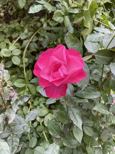 A23742A1-5AEE-47F8-87FA-D468CDA1DB17.jpeg