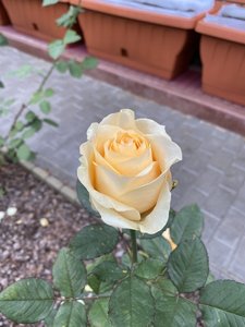 F22ABC3D-08F5-4039-BAD1-40E30821BD1A.jpeg