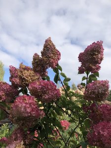 A349108F-DF9C-452D-8713-FC21C9ED7C6D.jpeg