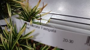 Тис фастигиата аурея 1.jpg