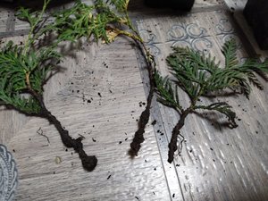IMG_20210927_200604.jpg