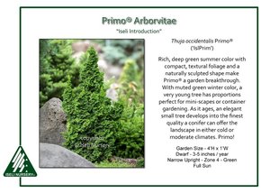 Thuja-occidentalis-Primo-IslPrim.jpg