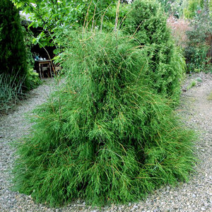 thuja_filiformis-1.jpg