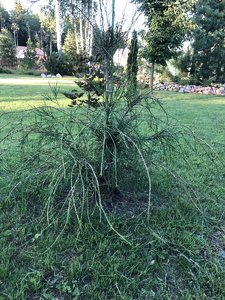IMG_1036.JPG