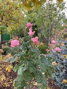 078398D0-CE63-4189-987D-974EDDA5EC31.jpeg