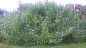 20160619_191838.jpg