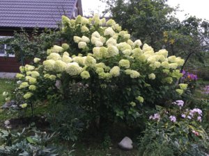 IMG_3874.JPG