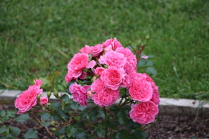 IMG_3726.JPG