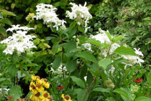 Гортензия метельчатая Грейт Стар (Hydrangea paniculata Great Star)ss_enl.jpg