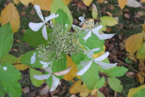 IMG_2622.JPG