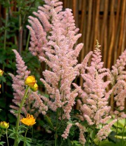 Astilbe-Hip-Hop-web-259x300.jpg