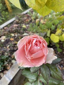 ECB44BBF-F2C6-473F-9BF8-AB2BB29A8BB8.jpeg