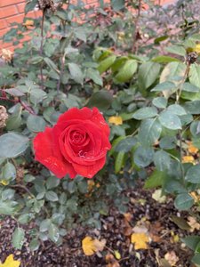 4E89EF90-52A3-44AD-A803-9833D0CEFBD7.jpeg