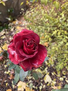 C5C92266-A732-4C23-9441-A75E88C18D0C.jpeg