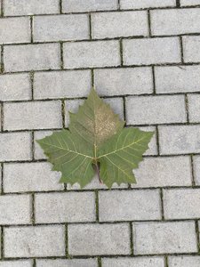 57F87AB7-3A85-492B-B2C9-C83973DA7FF9.jpeg