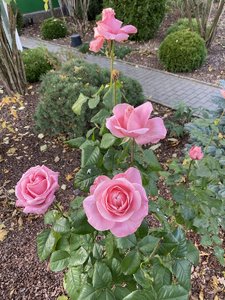 3D544553-3095-4C27-A880-CE6389E5F112.jpeg