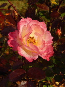 DSCN7685.JPG