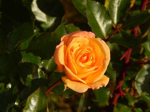 DSCN7688.JPG