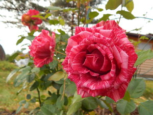 DSCN7694.JPG