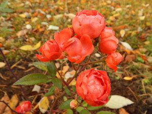 DSCN7697.JPG