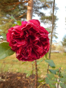 DSCN7702.JPG