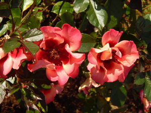 DSCN7731.JPG