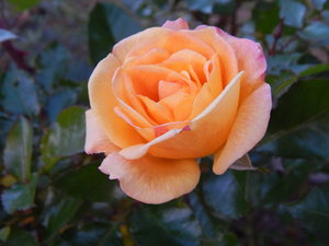 DSCN7758.JPG