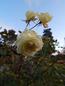 DSCN7780.JPG