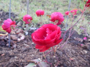 DSCN7796.JPG