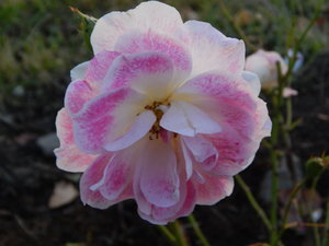 DSCN7817.JPG