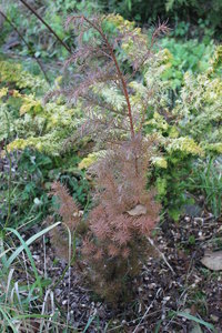 IMG_9271.JPG