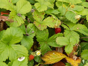 DSCN7007.JPG