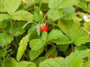 DSCN7008.JPG