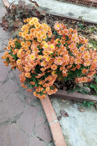 макрофи.jpg