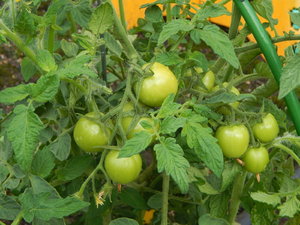 DSCN6908.JPG