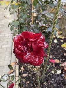 AD58D587-D851-4543-873E-2263B2888F7E.jpeg