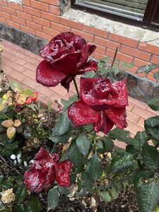 03D100DB-BEF5-486A-8F00-6ADA0F433F28.jpeg