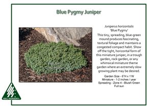 Juniperus-horizontalis-BluePygmy.jpg
