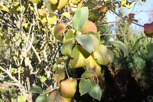 IMG_9159.JPG