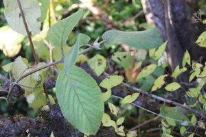 IMG_9160.JPG