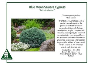 Chamaecyparis-pisifera-BlueMoon.jpg